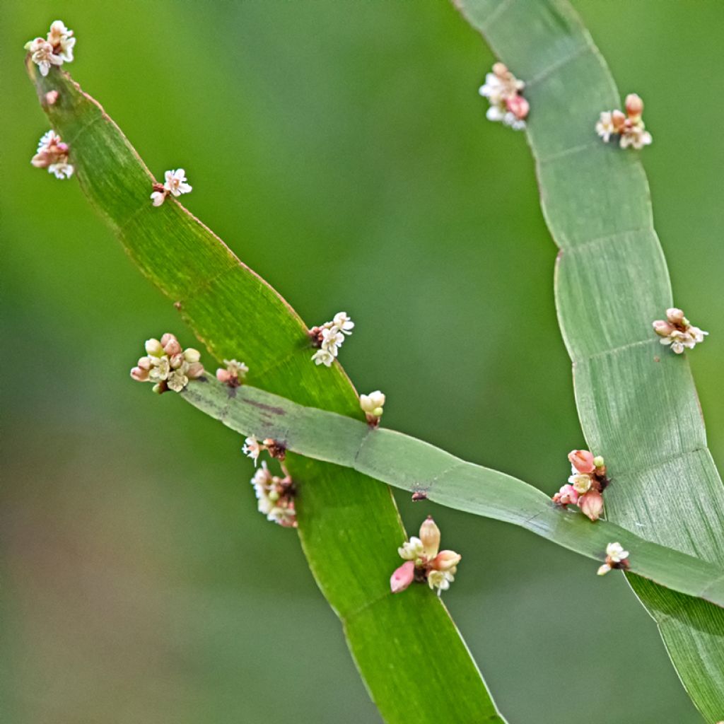 Muehlenbeckia platyclada