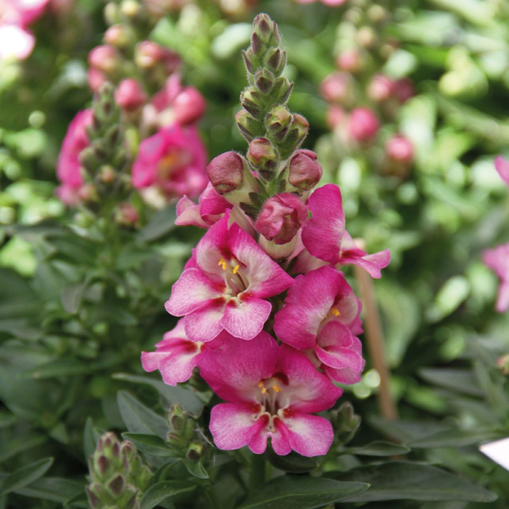 majus Antirrhinum Dazzling Lips Pink