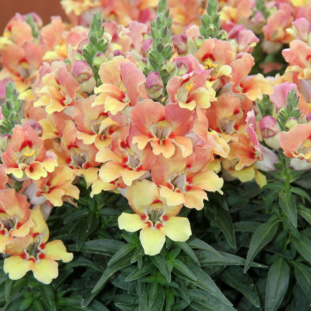 Antirrhinum majus Dazzling Lips Yellow Eye