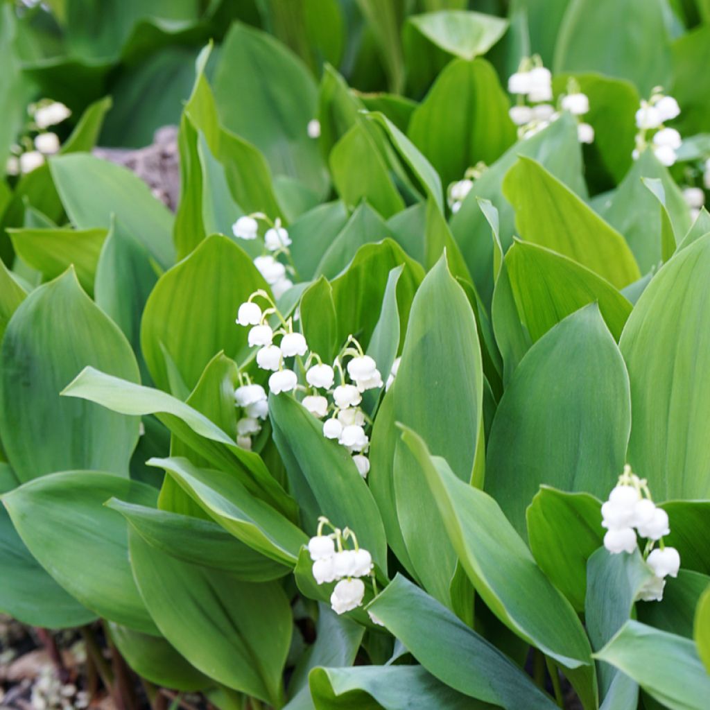 Convallaria majalis - Lily of the Valley