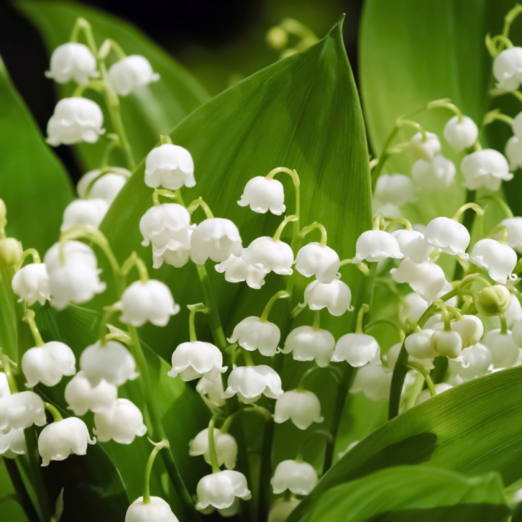 Convallaria majalis - Lily of the Valley