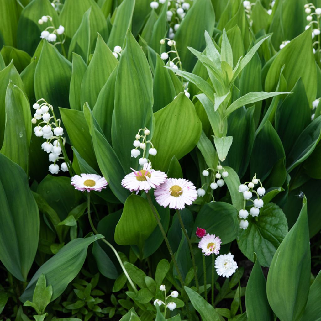 Convallaria majalis - Lily of the Valley