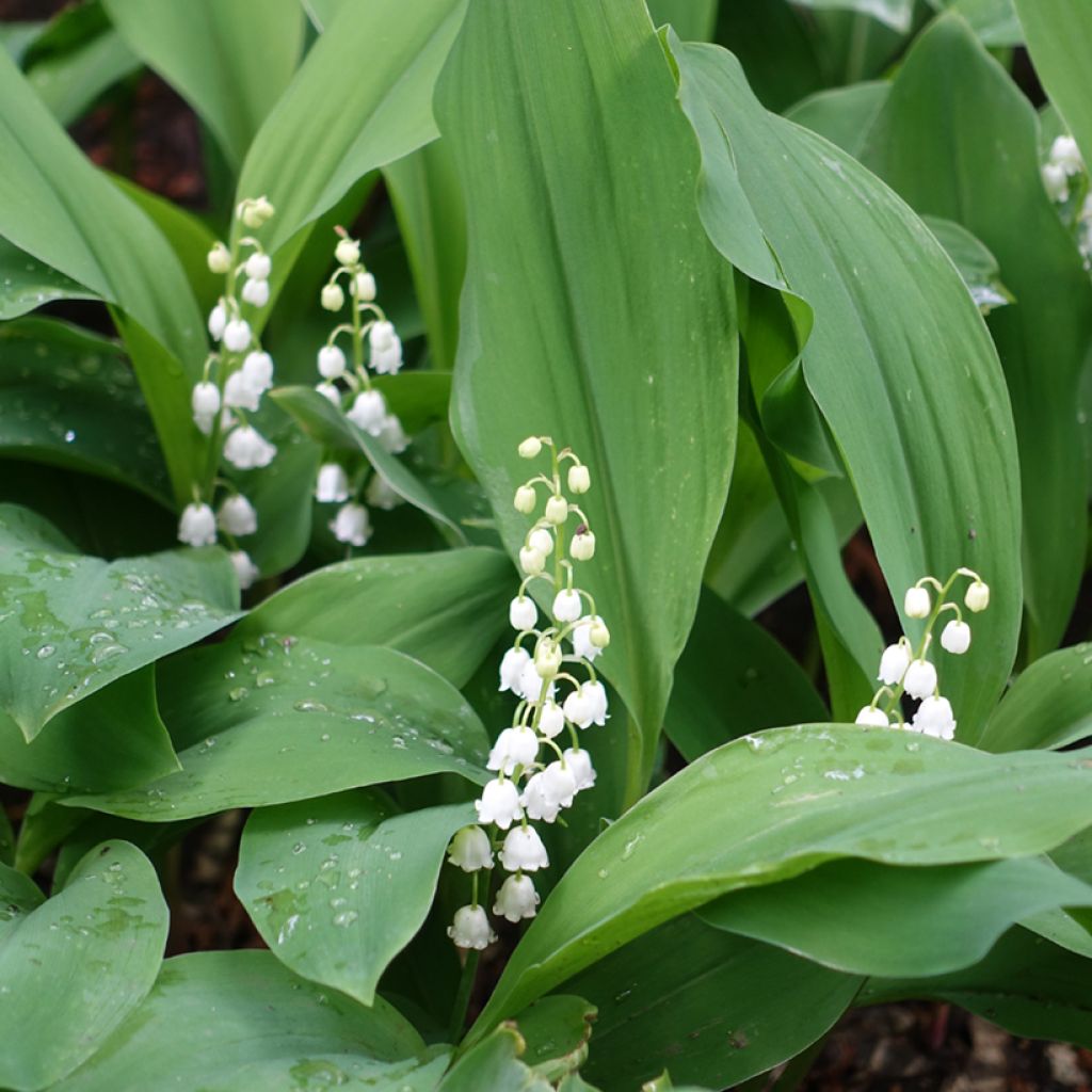 Convallaria majalis - Lily of the Valley