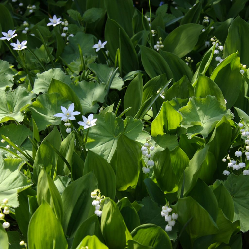 Convallaria majalis - Lily of the Valley