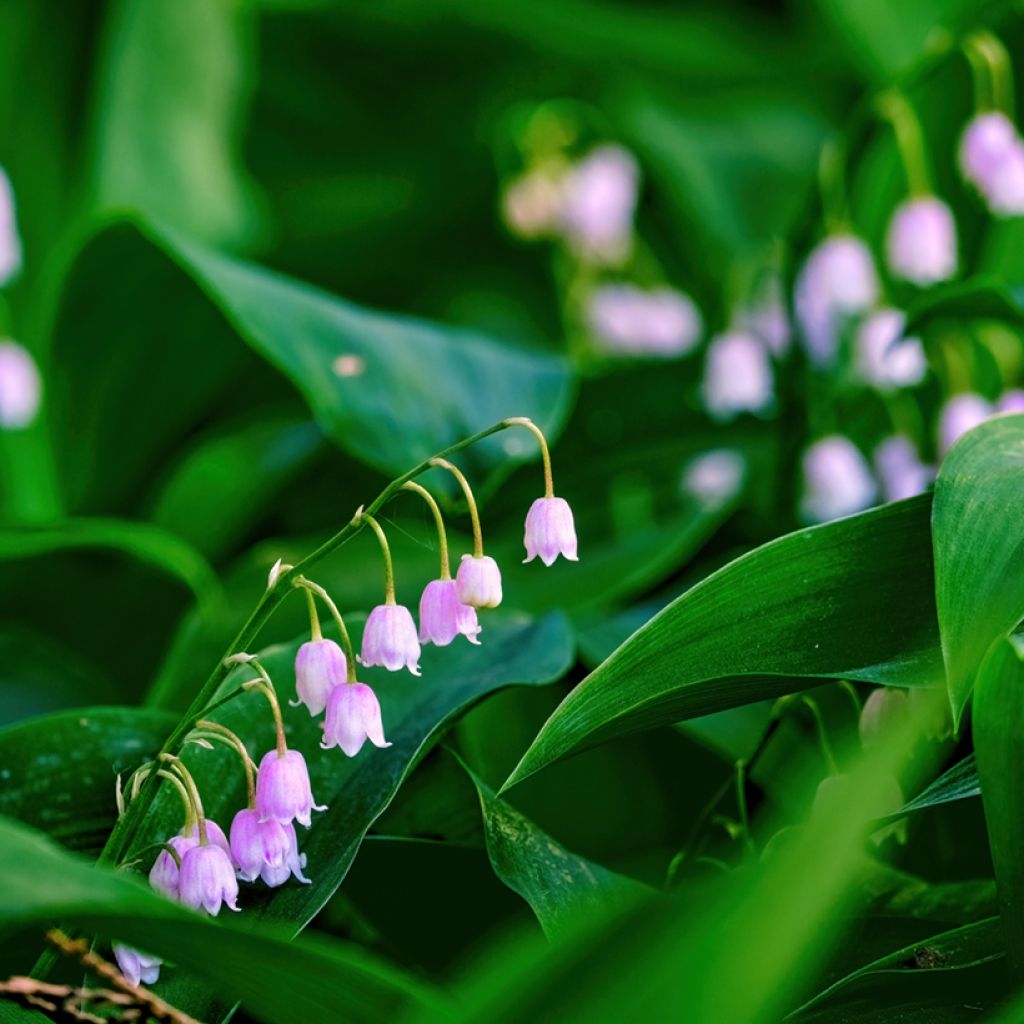 Convallaria majalis var. rosea - Lily of the Valley