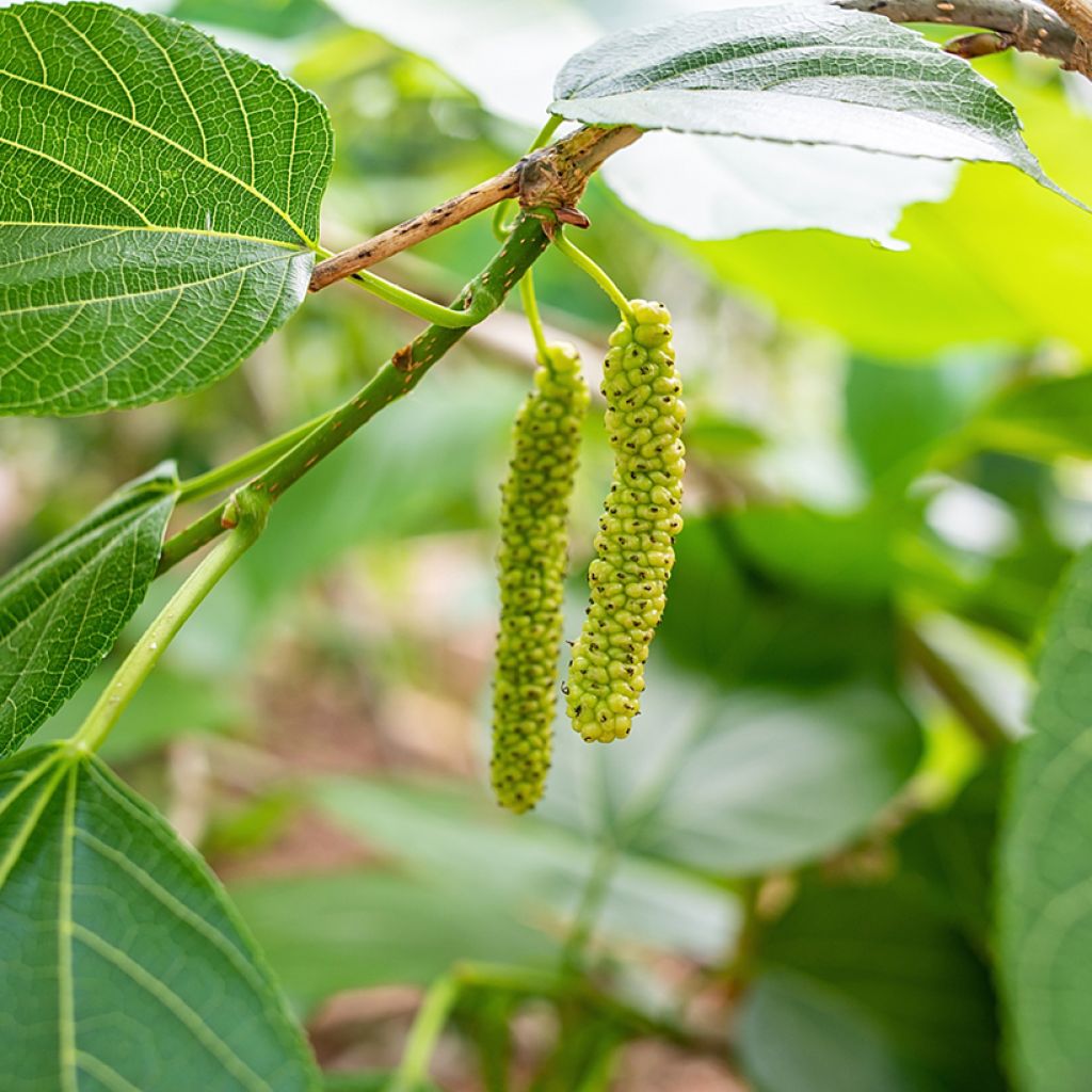 Mûrier blanc King's White - Morus alba var. Laevigata, Morus macroura