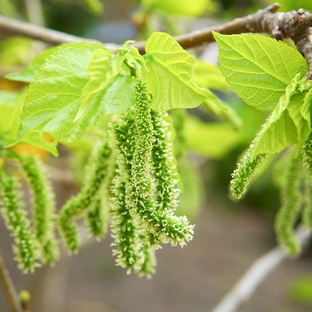 Mûrier blanc King's White - Morus alba var. Laevigata, Morus macroura