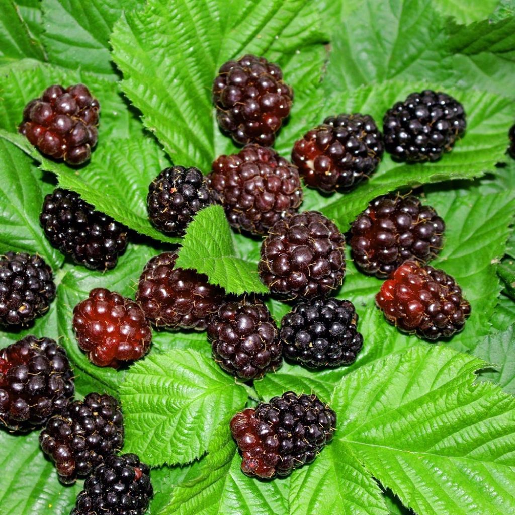 Mûrier-framboisier Boysenberry