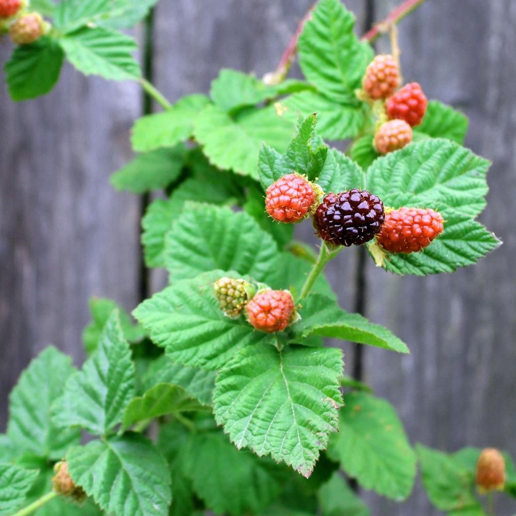 Mûrier-framboisier Boysenberry