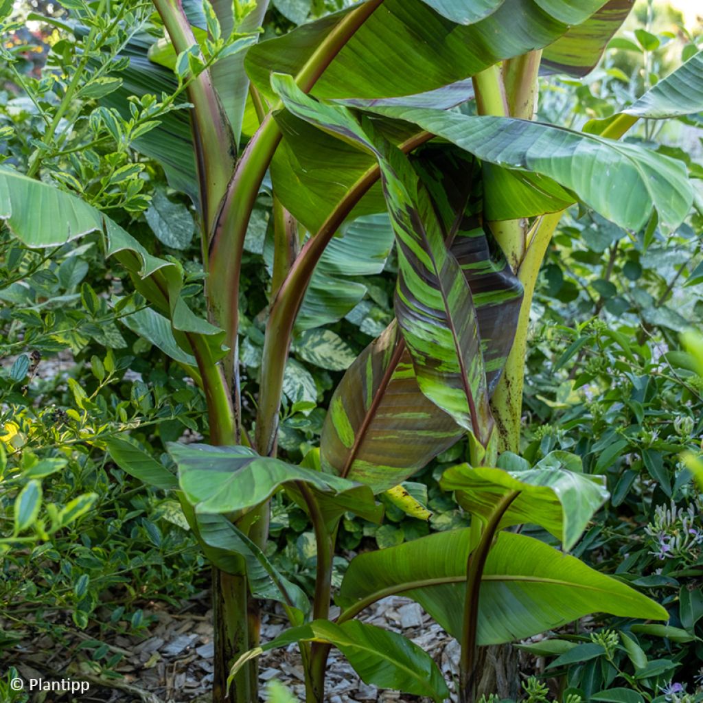 Musa sikkimensis Ever Red - Hardy Banana