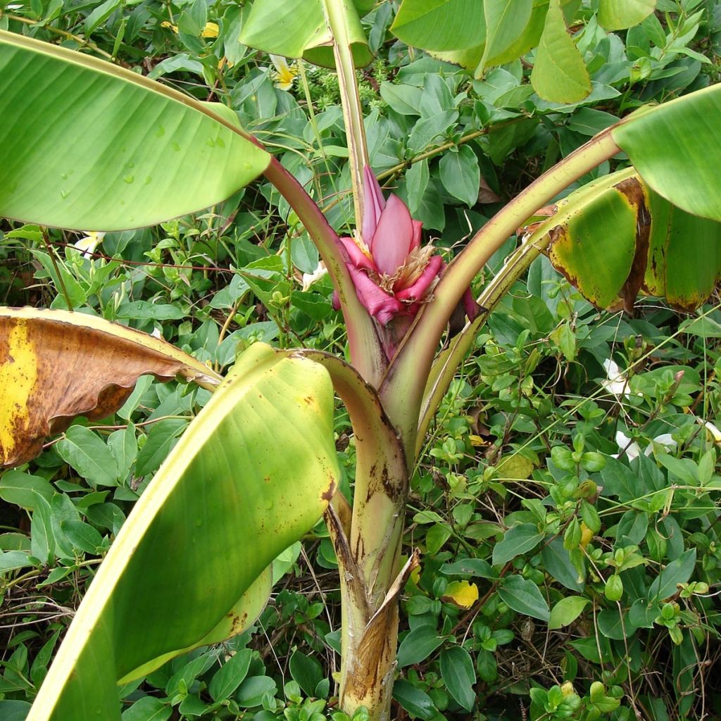 Bananier à fleurs roses - Musa velutina