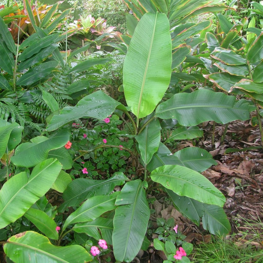 Bananier à fleurs roses - Musa velutina