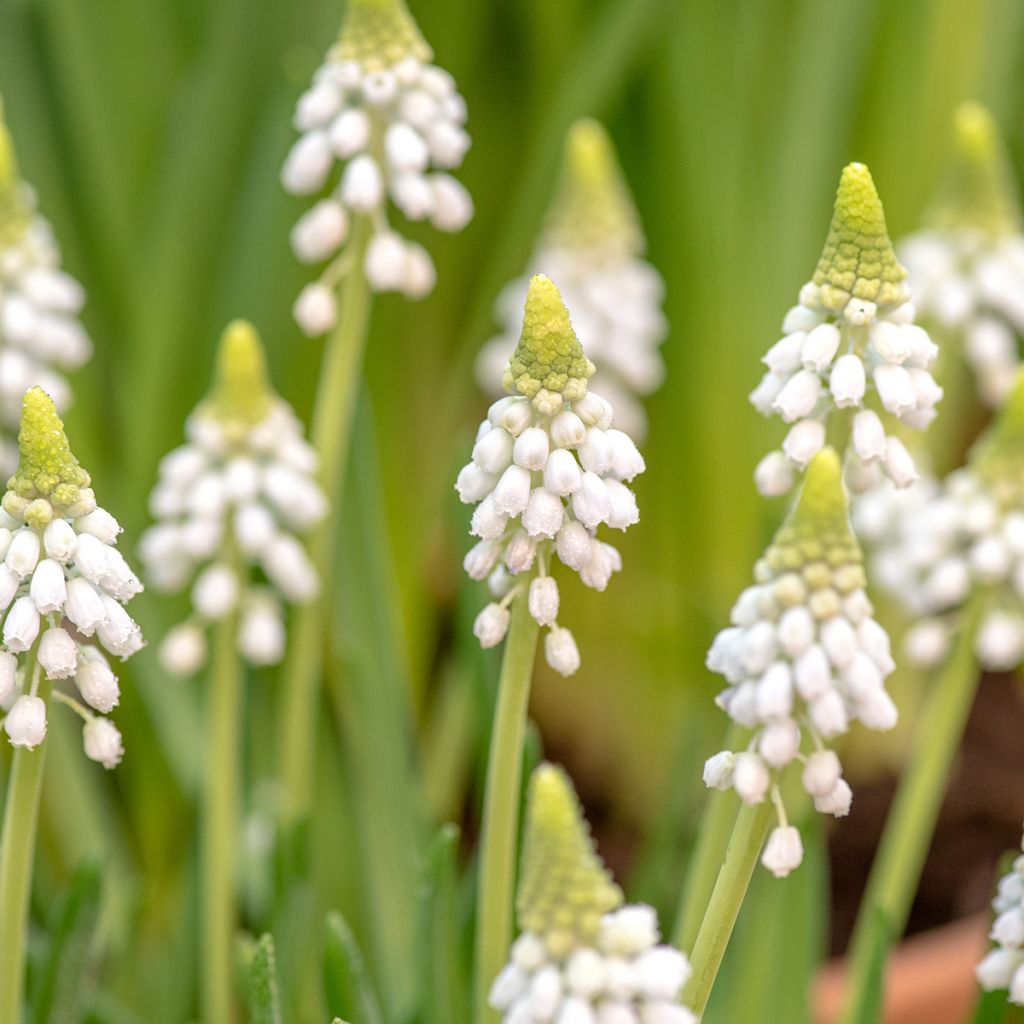 Muscari aucheri White Magic - Grape Hyacinth