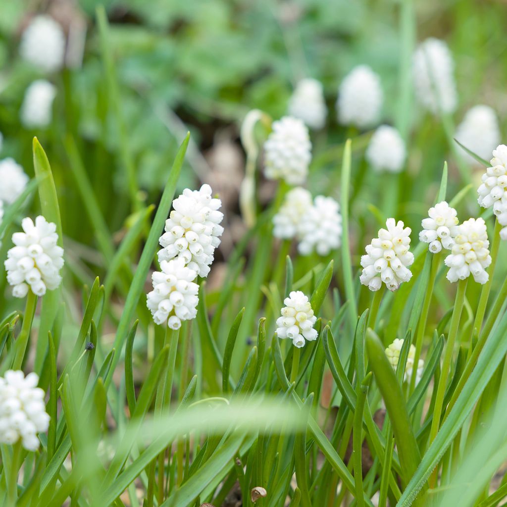 Muscari aucheri White Magic - Grape Hyacinth