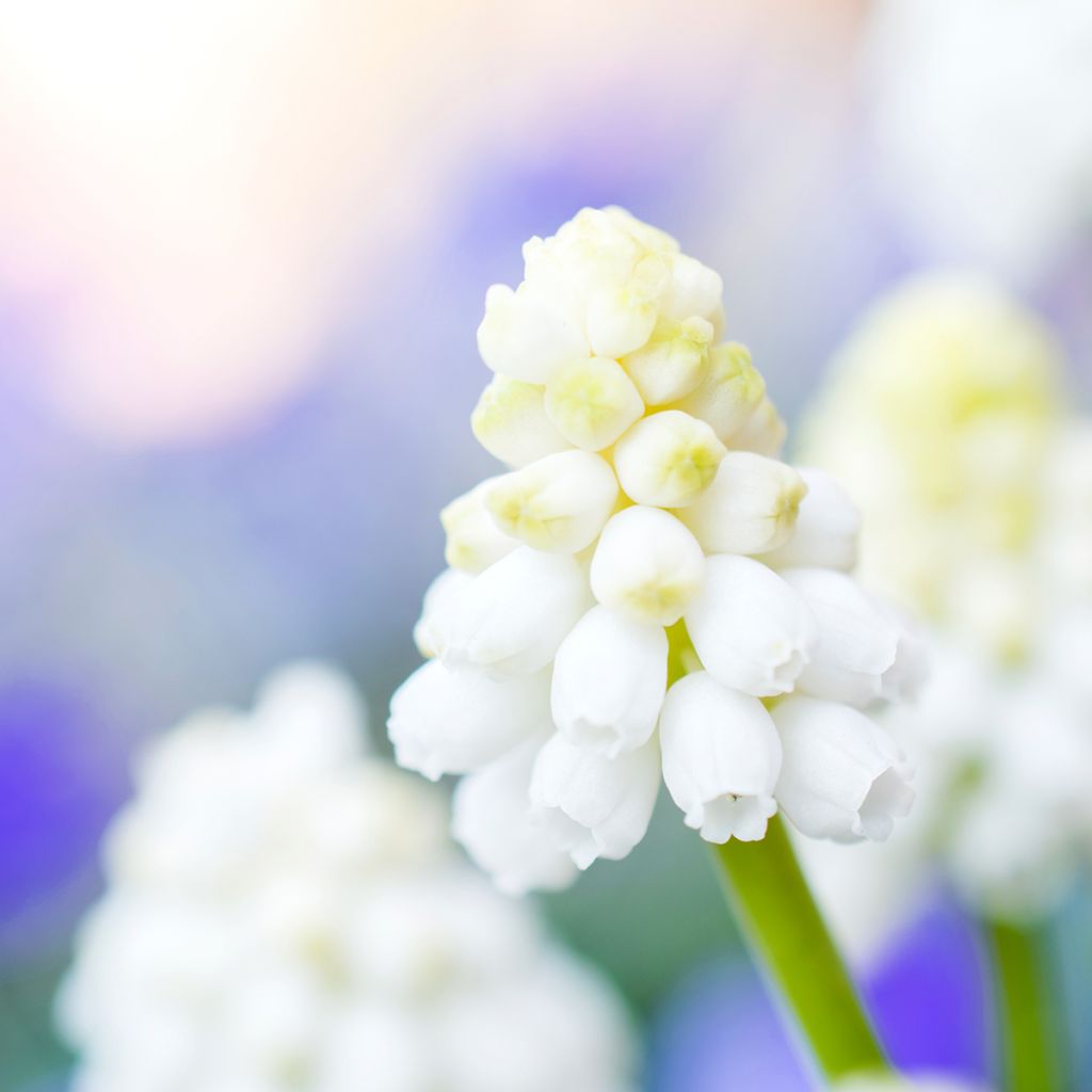 Muscari aucheri White Magic - Grape Hyacinth