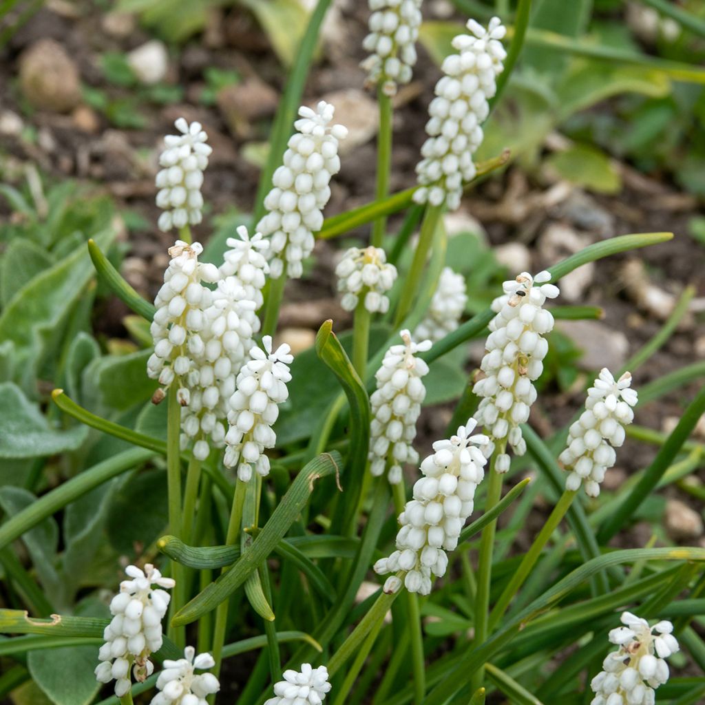 Muscari aucheri White Magic - Grape Hyacinth