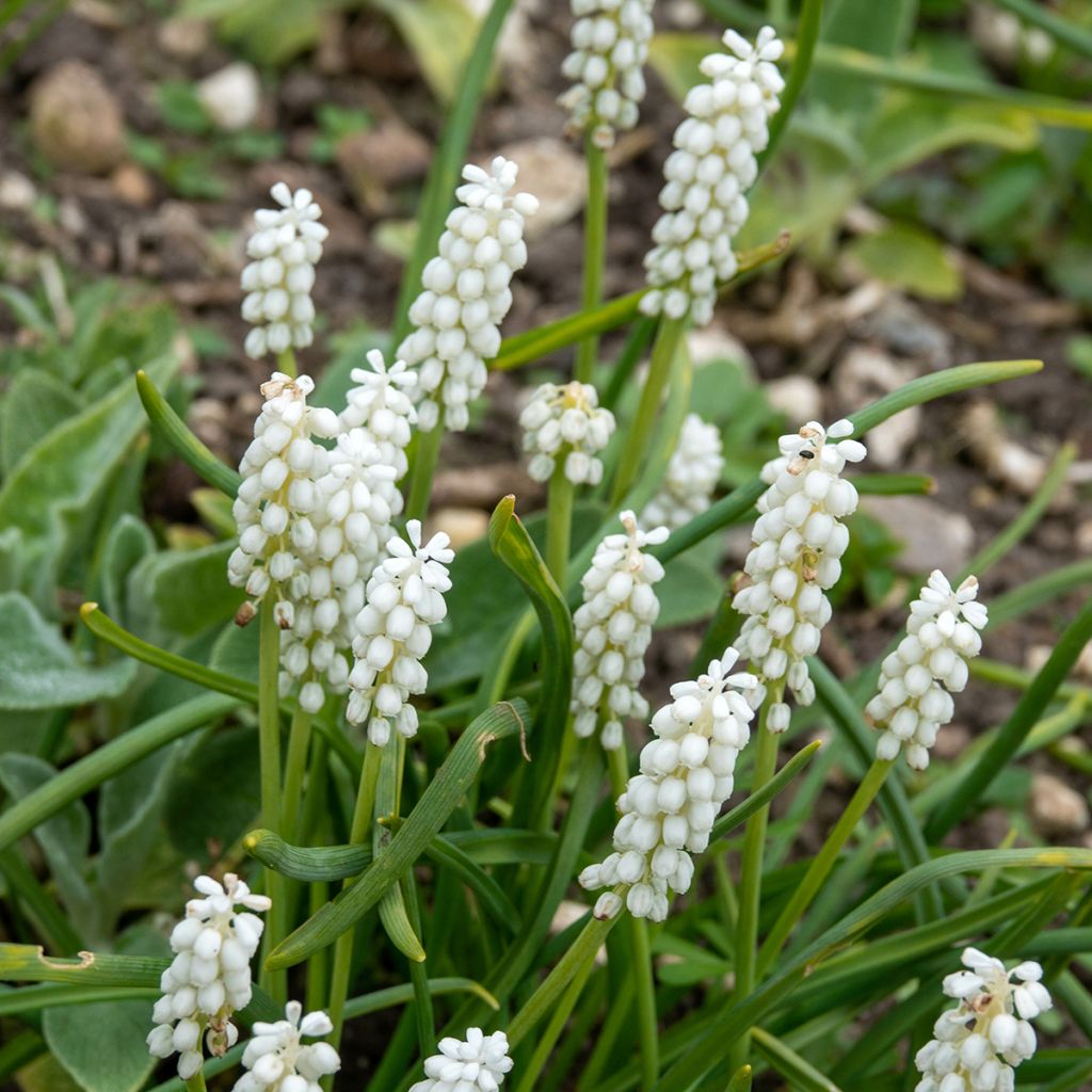 Muscari aucheri White Magic