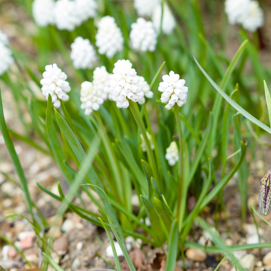Muscari aucheri White Magic - Grape Hyacinth