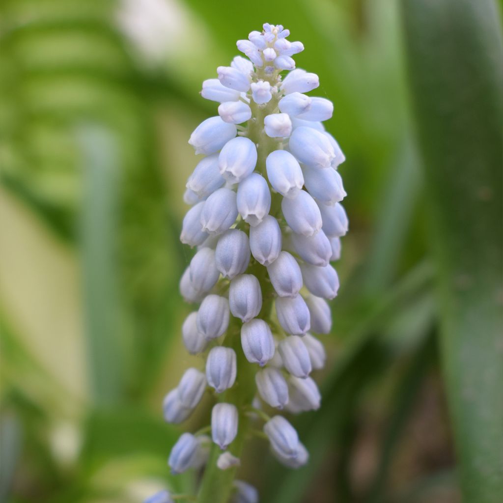 Muscari neglectum Babys Breath - Grape Hyacinth