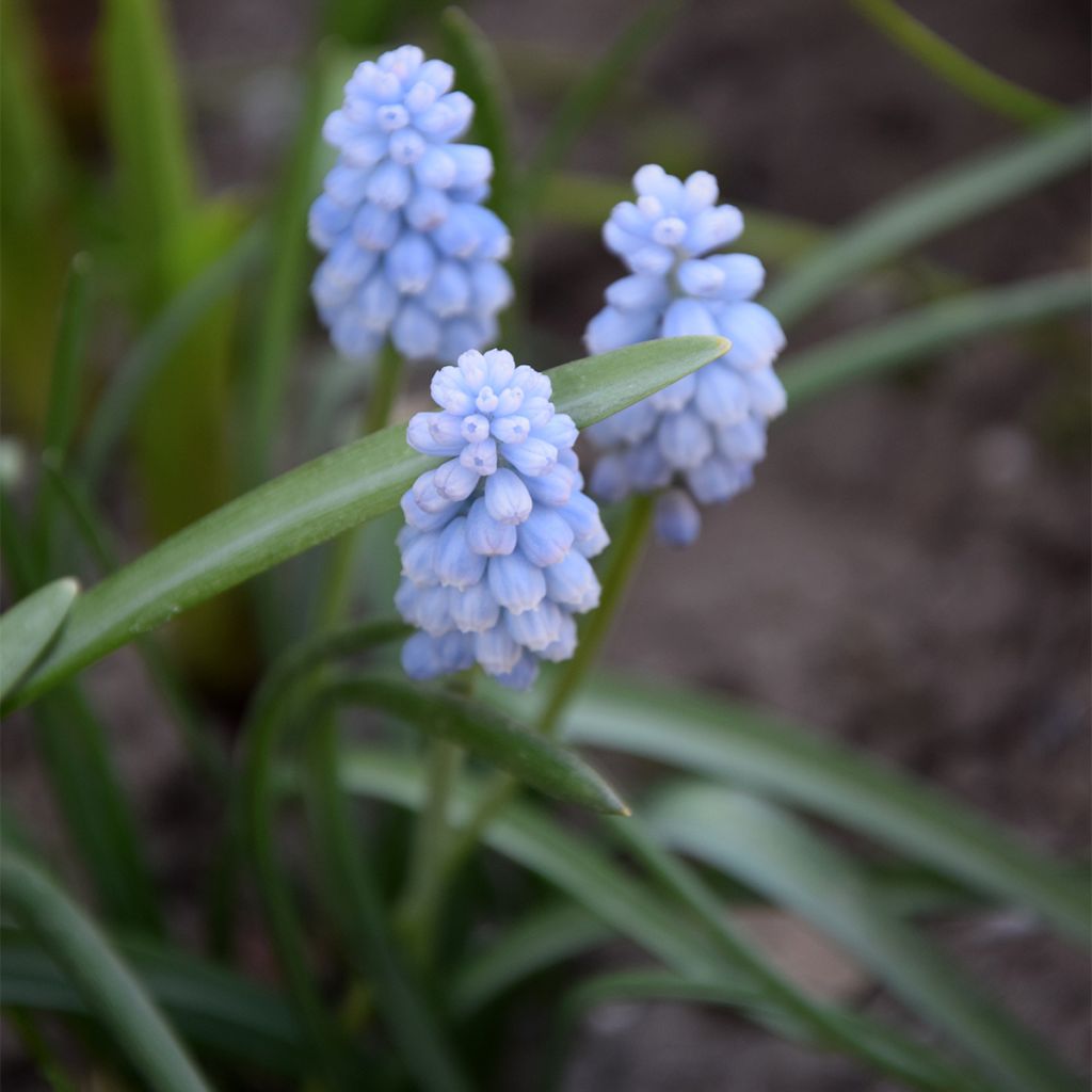 Muscari neglectum Babys Breath - Grape Hyacinth