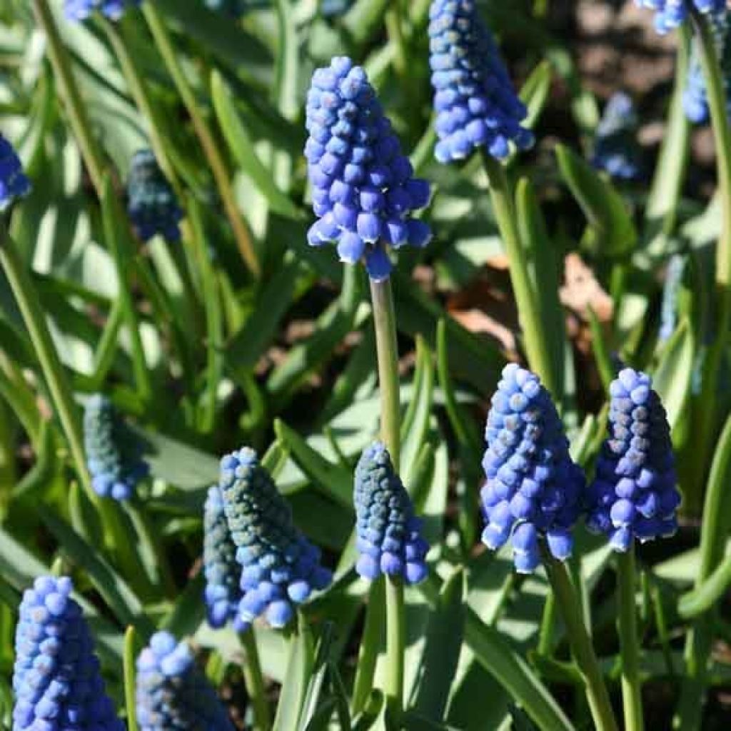 Muscari Aucherii Blue Magic 7+