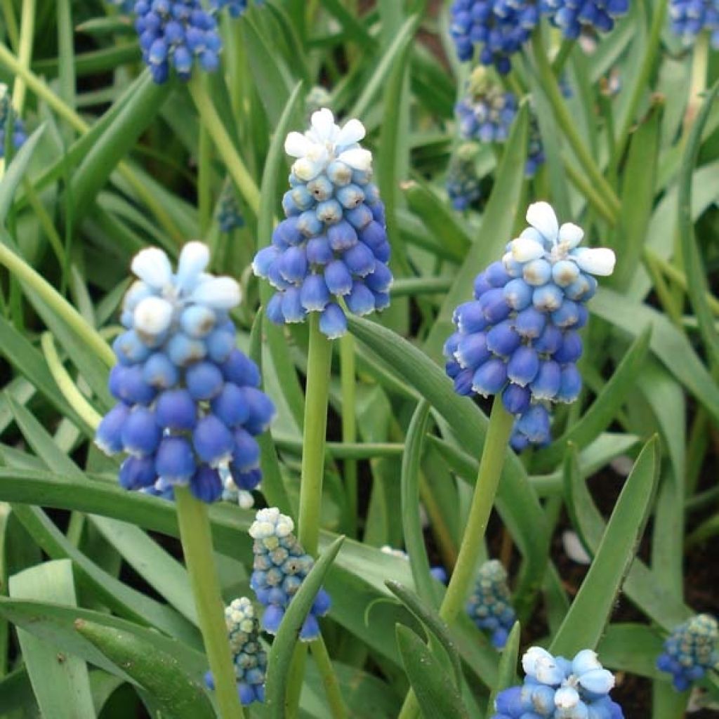 Muscari Mount Hood