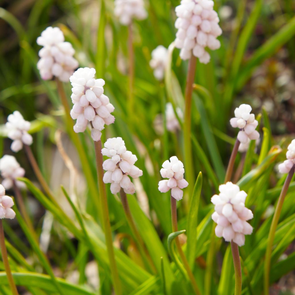 Muscari Pink Sunrise