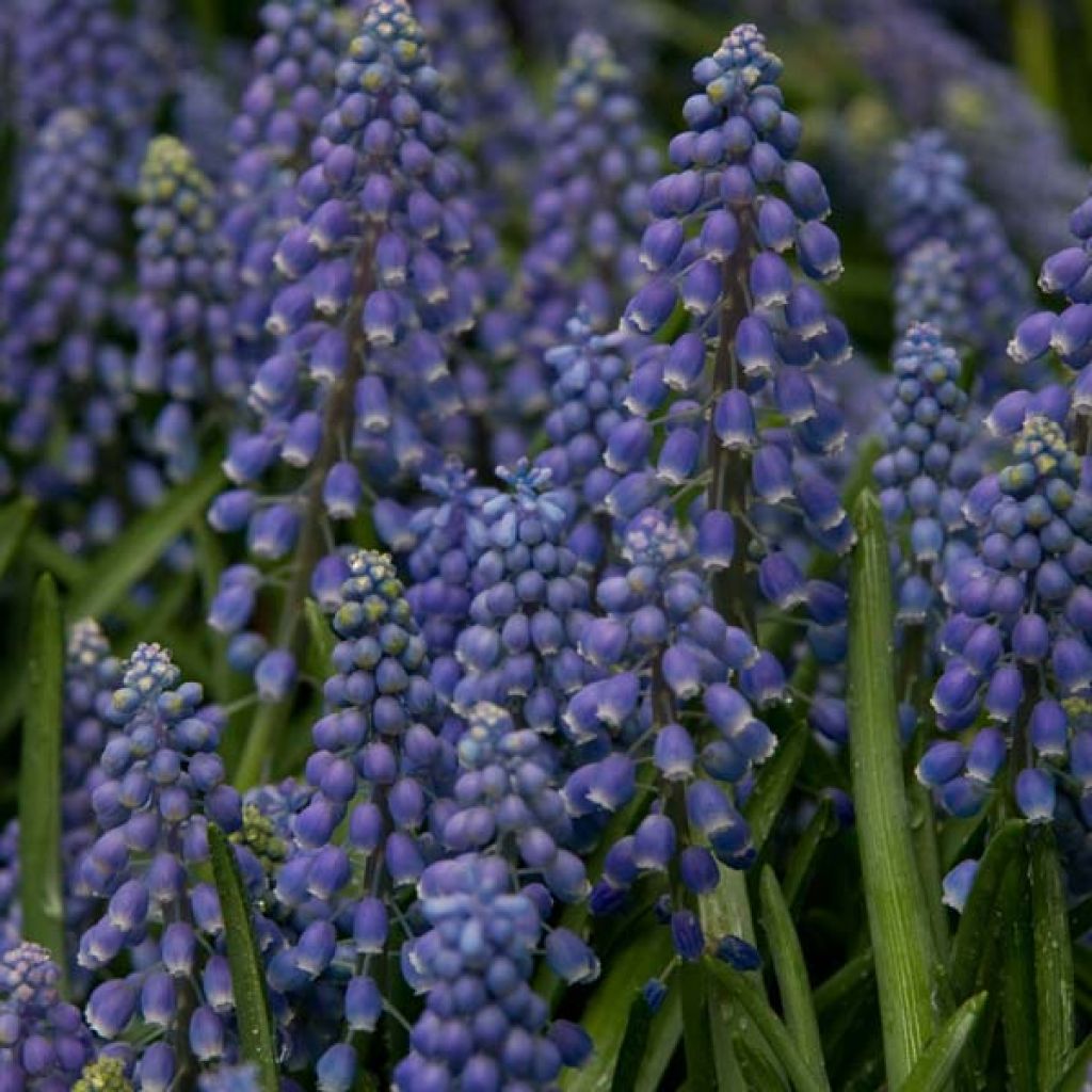 Muscari Armeniacum 5+