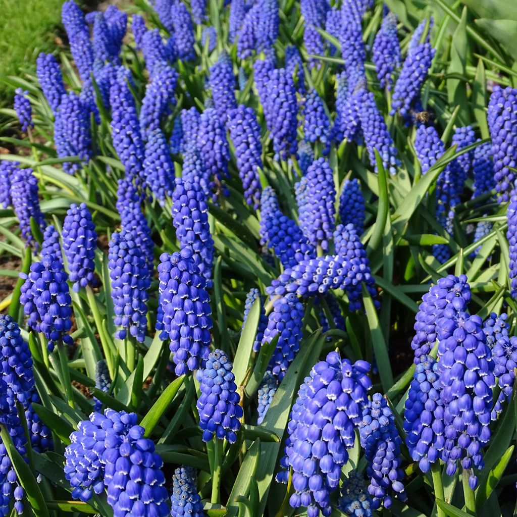 Muscari armeniacum 