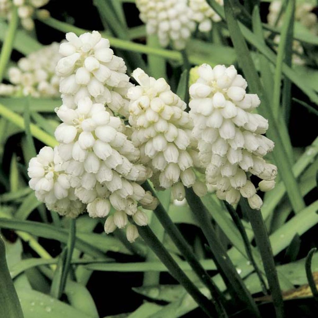 Muscari aucheri White Magic - Grape Hyacinth