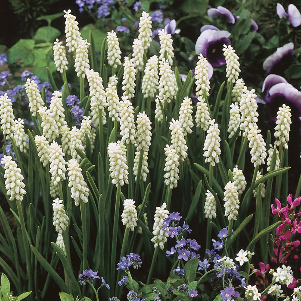 Muscari botryoides Album - Grape Hyacinth