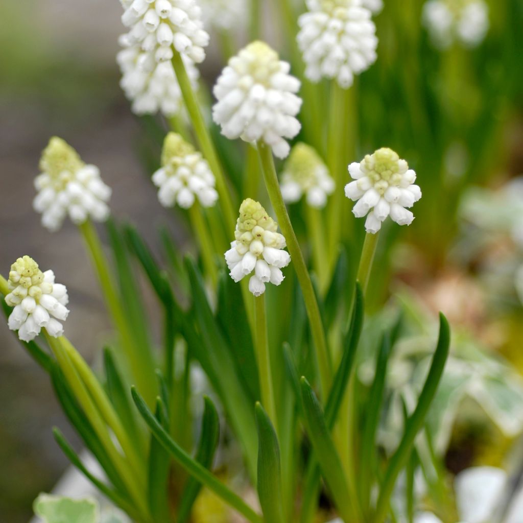 Muscari botryoides Album - Grape Hyacinth