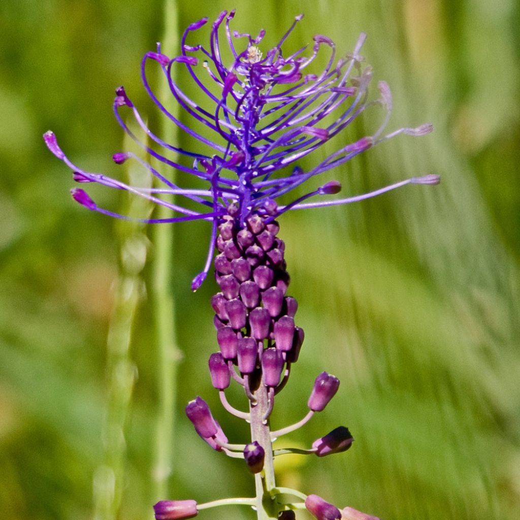 Muscari comosum - Muscari à toupet