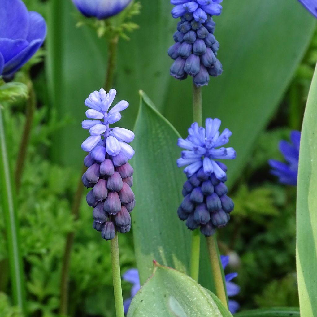 Muscari latifolium - Grape Hyacinth