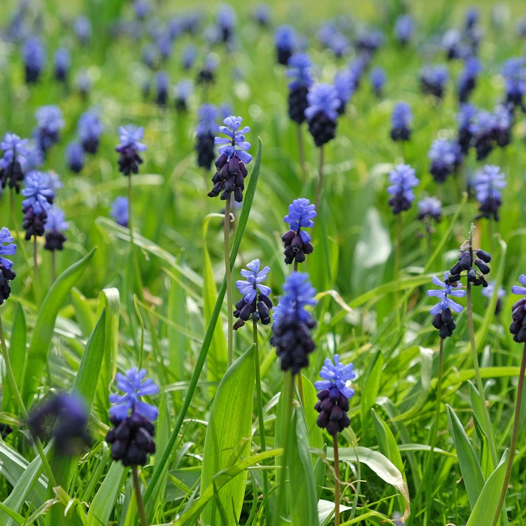 Muscari latifolium - Grape Hyacinth