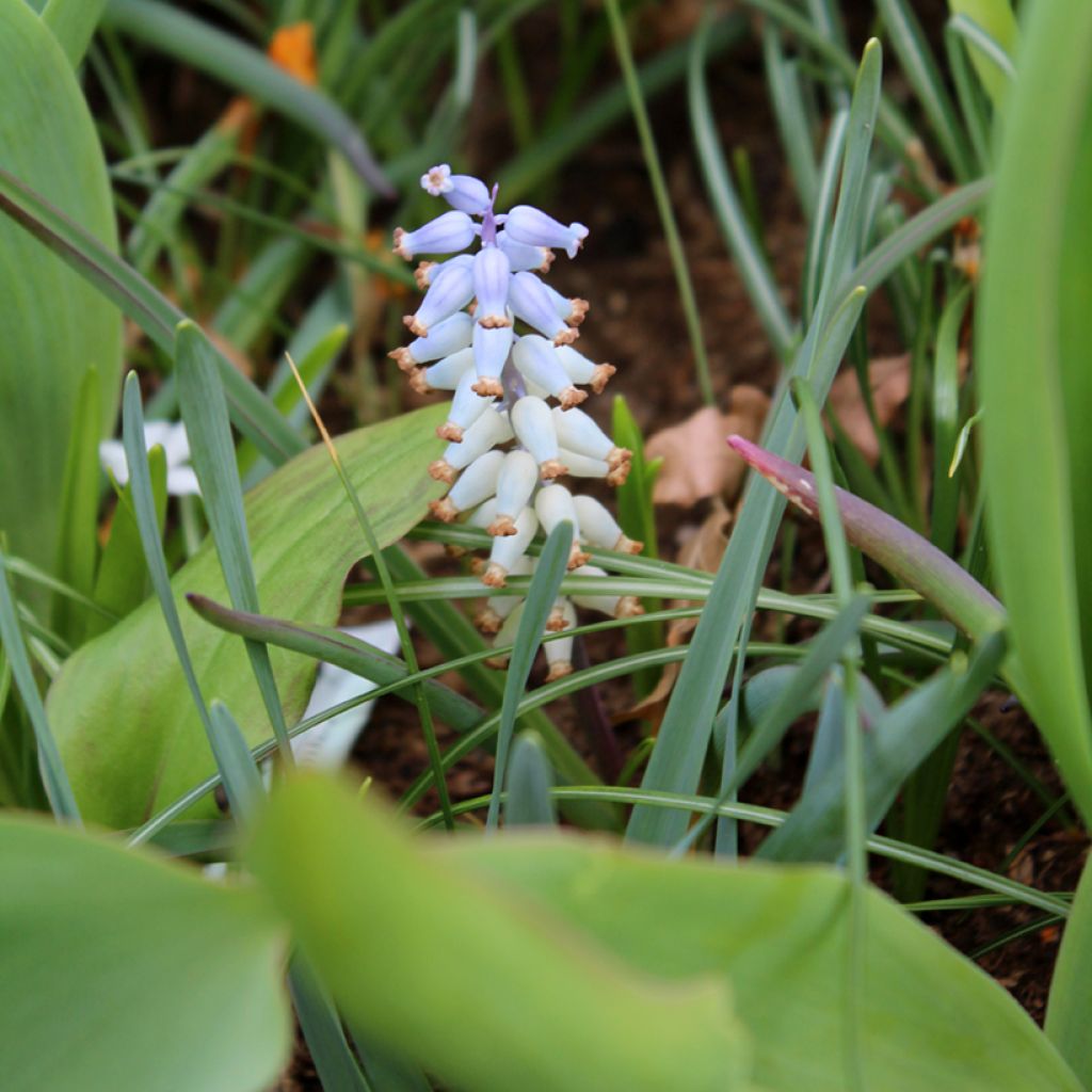 Muscari muscarimi
