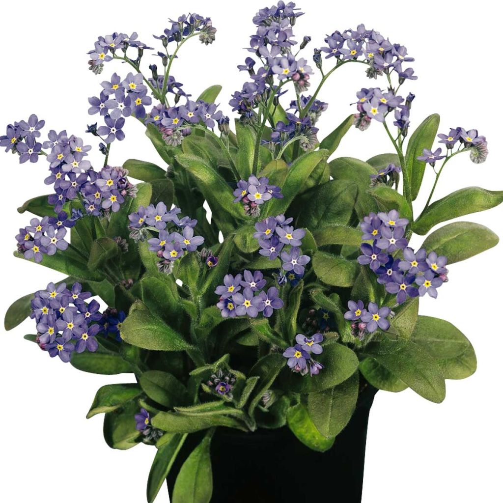 Myosotis Blue Sylva Mini-motte