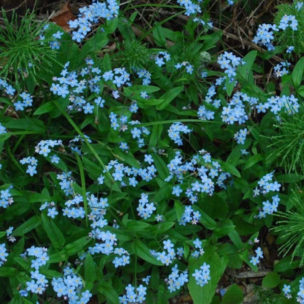 Myosotis Blue sylva