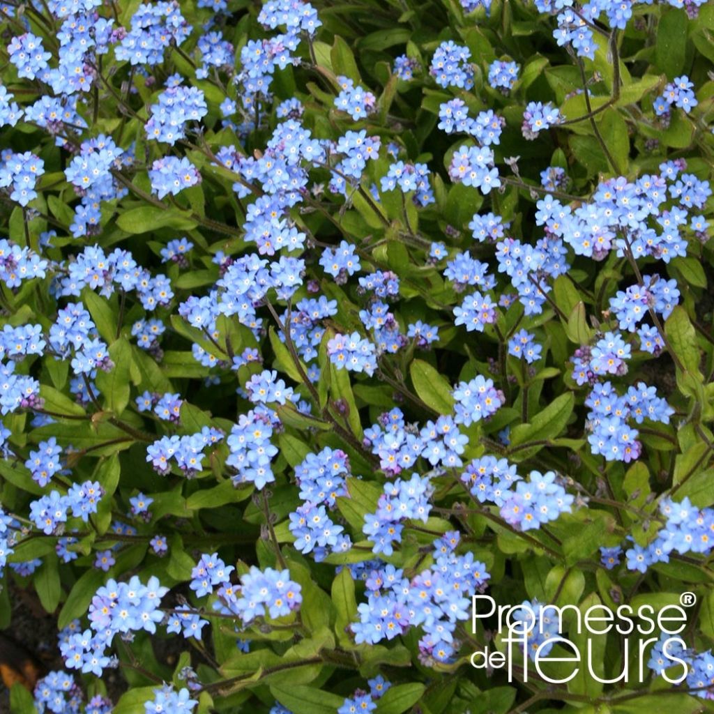 Myosotis sylvatica Savoie Blue Mini-motte