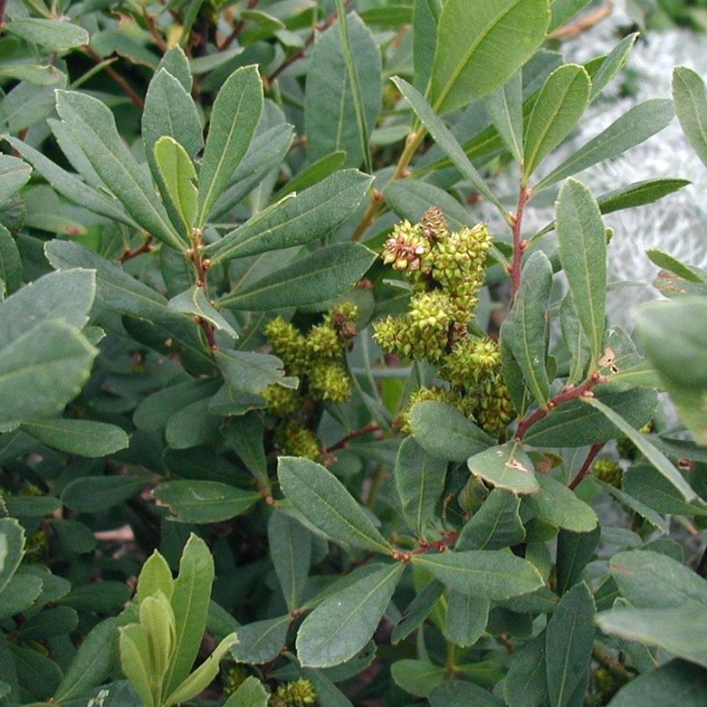 Bois-sent-bon - Myrica gale