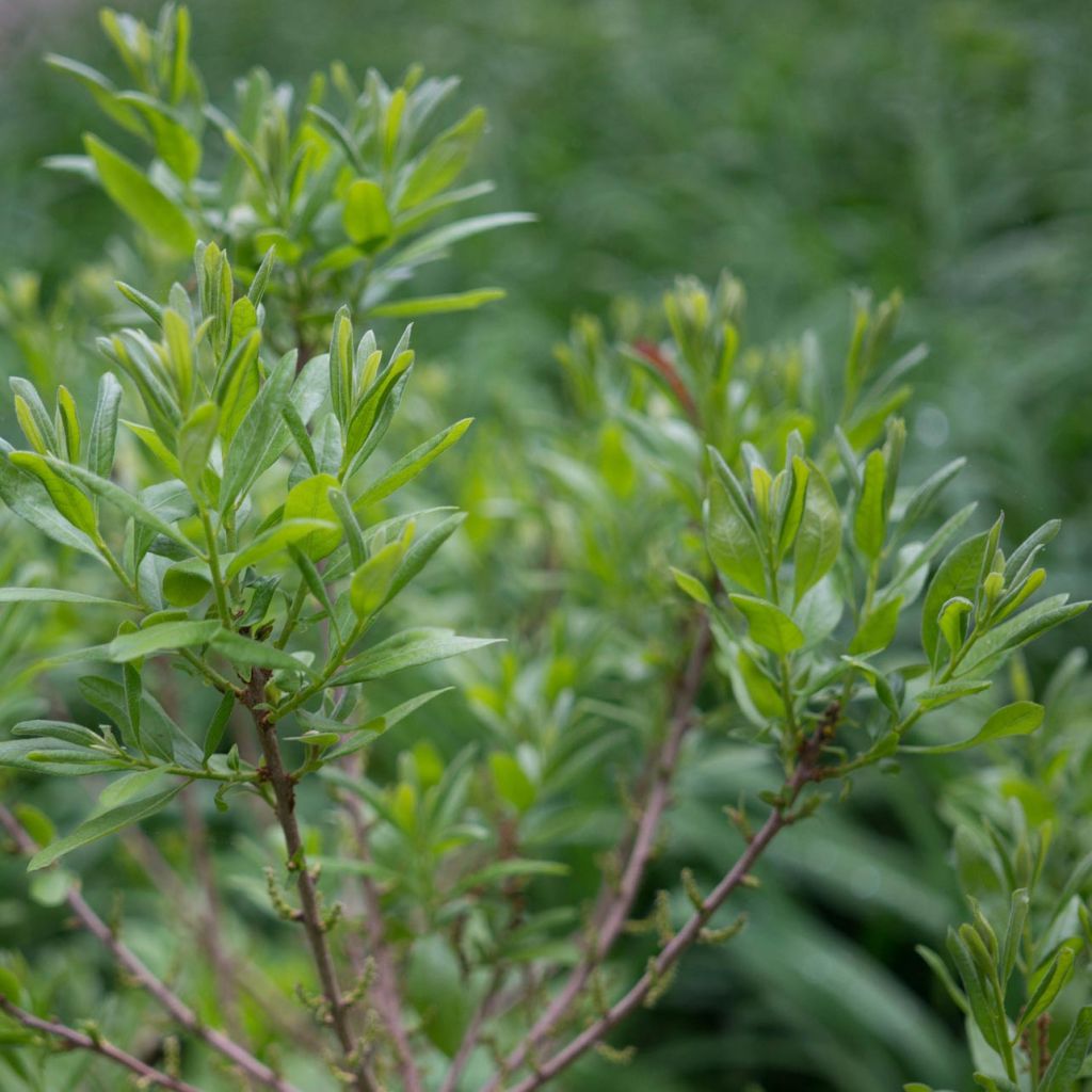 Myrica pensylvanica