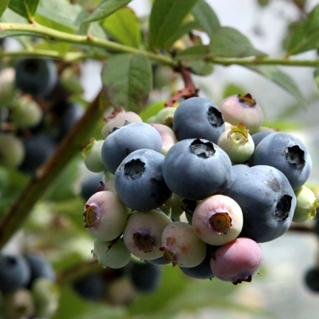 Vaccinium corymbosum Blue Dessert