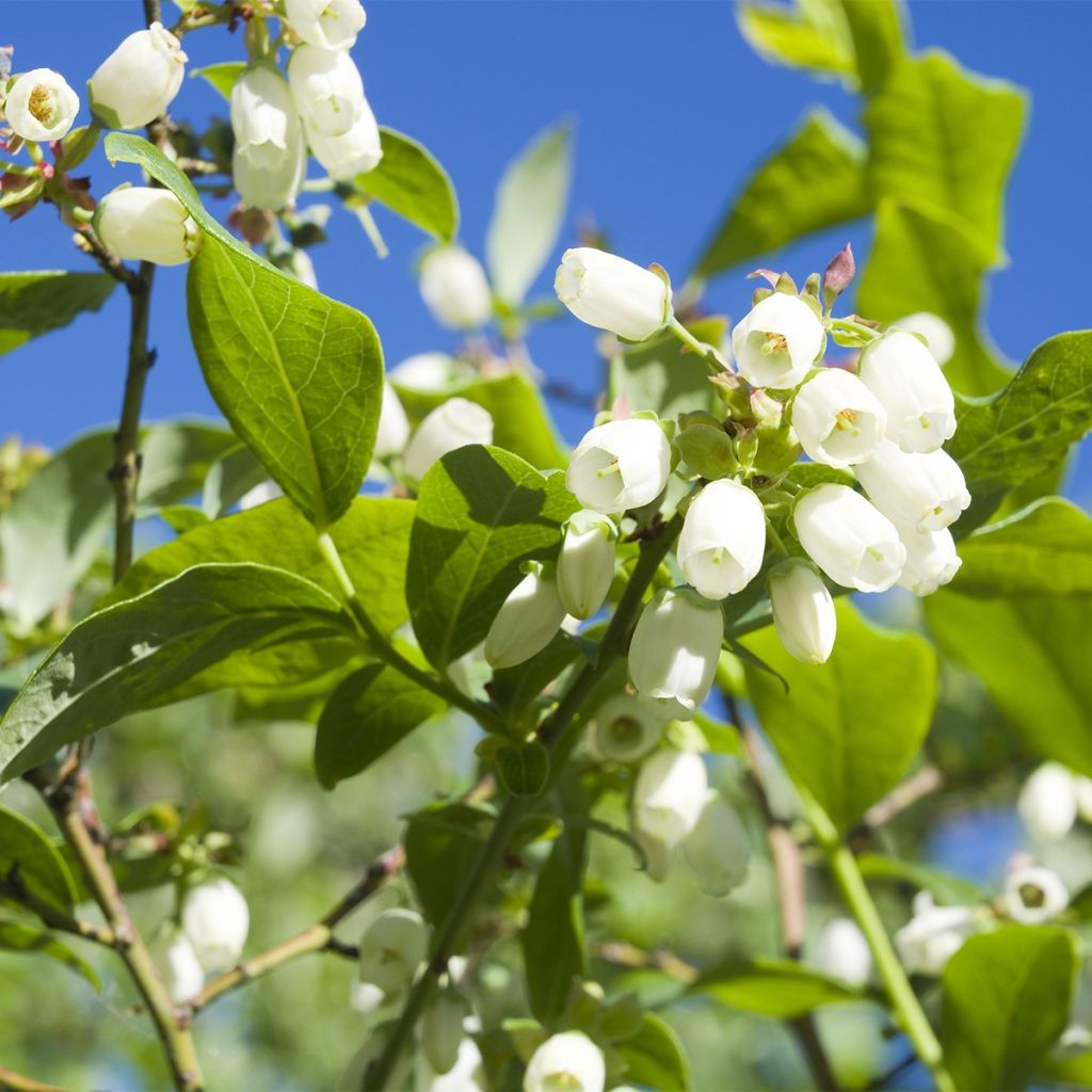 Myrtillier Brazelberry ® Berrybux ® - Vaccinum angustifolium