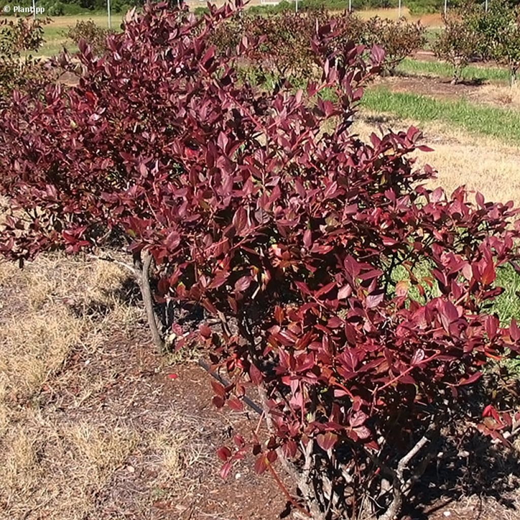 Myrtillier Cabernet Splash