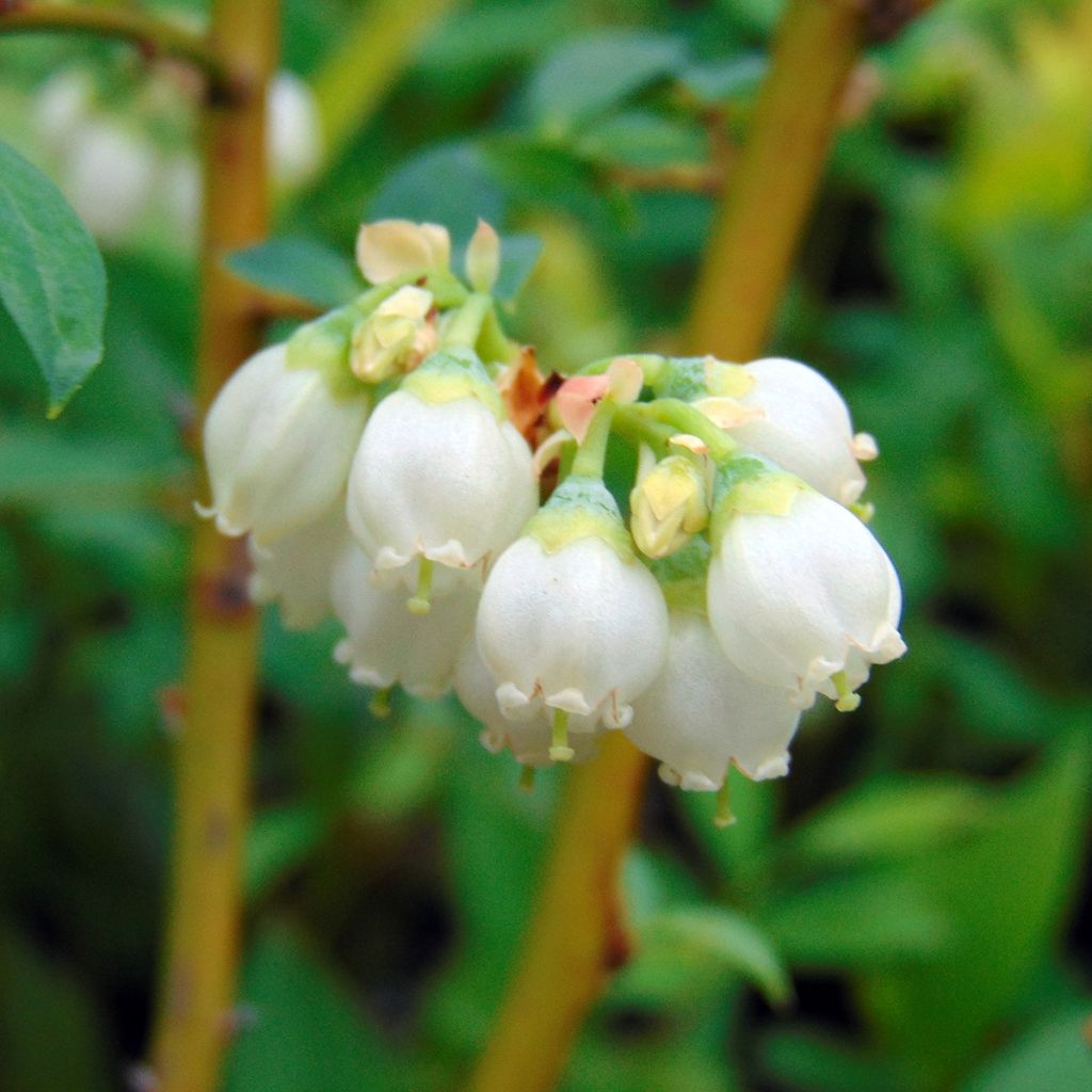 Myrtillier Pink Lemonade - Myrtille rose