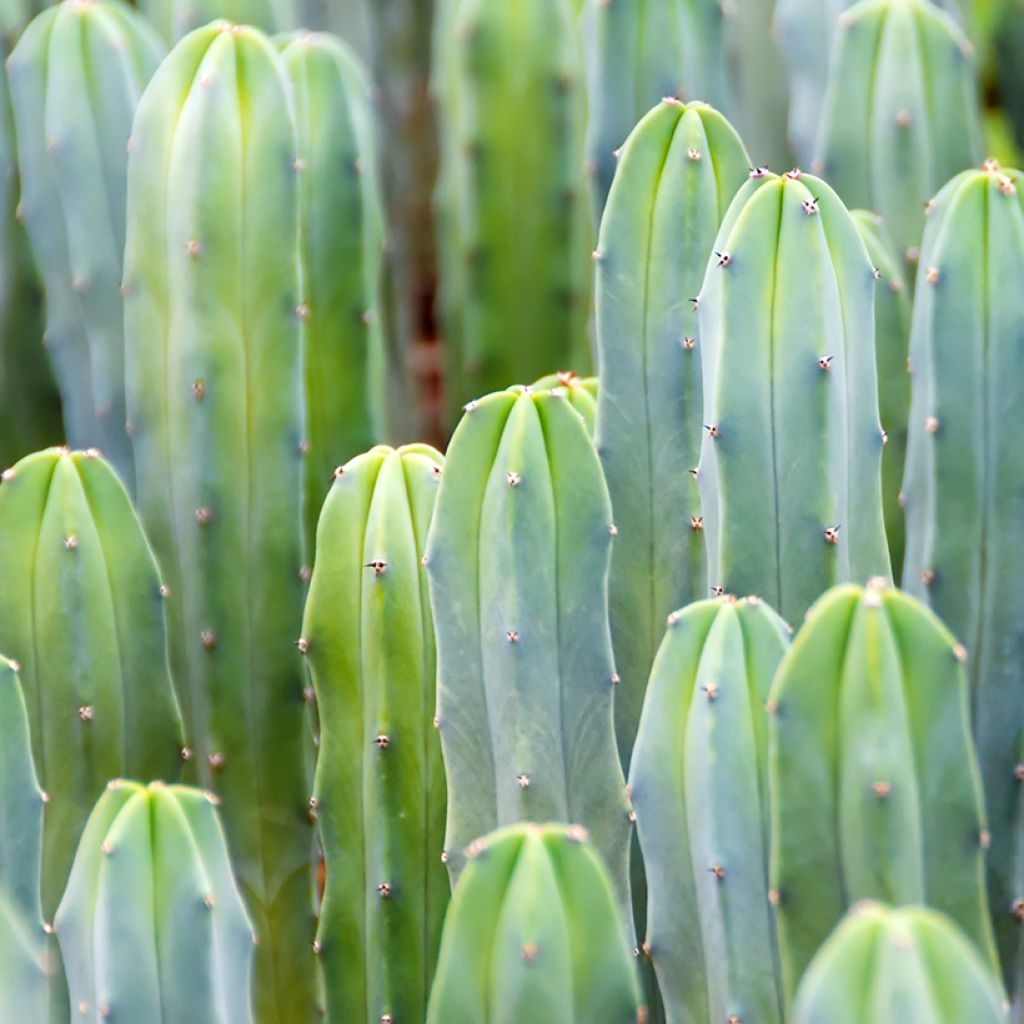 Myrtillocactus geometrizans - Blue candle cactus