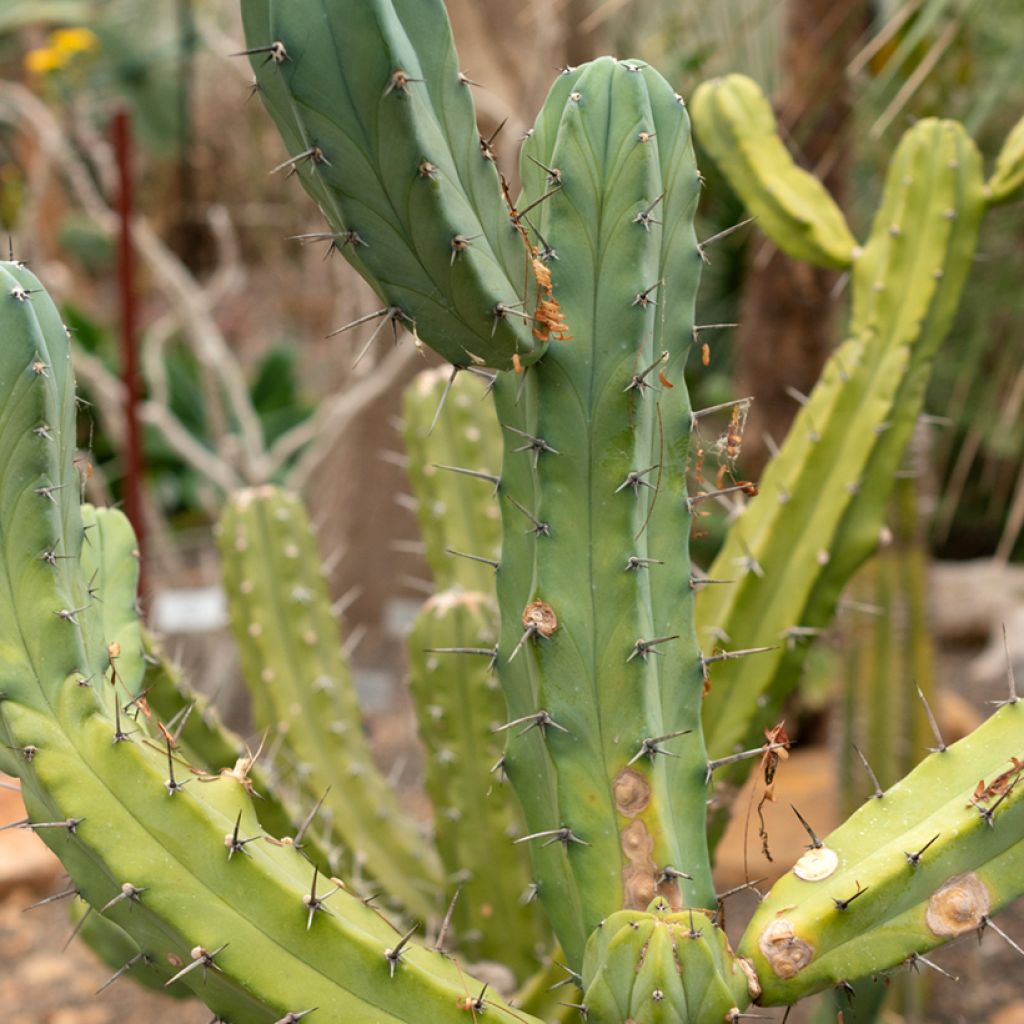 Myrtillocactus geometrizans - Blue candle cactus
