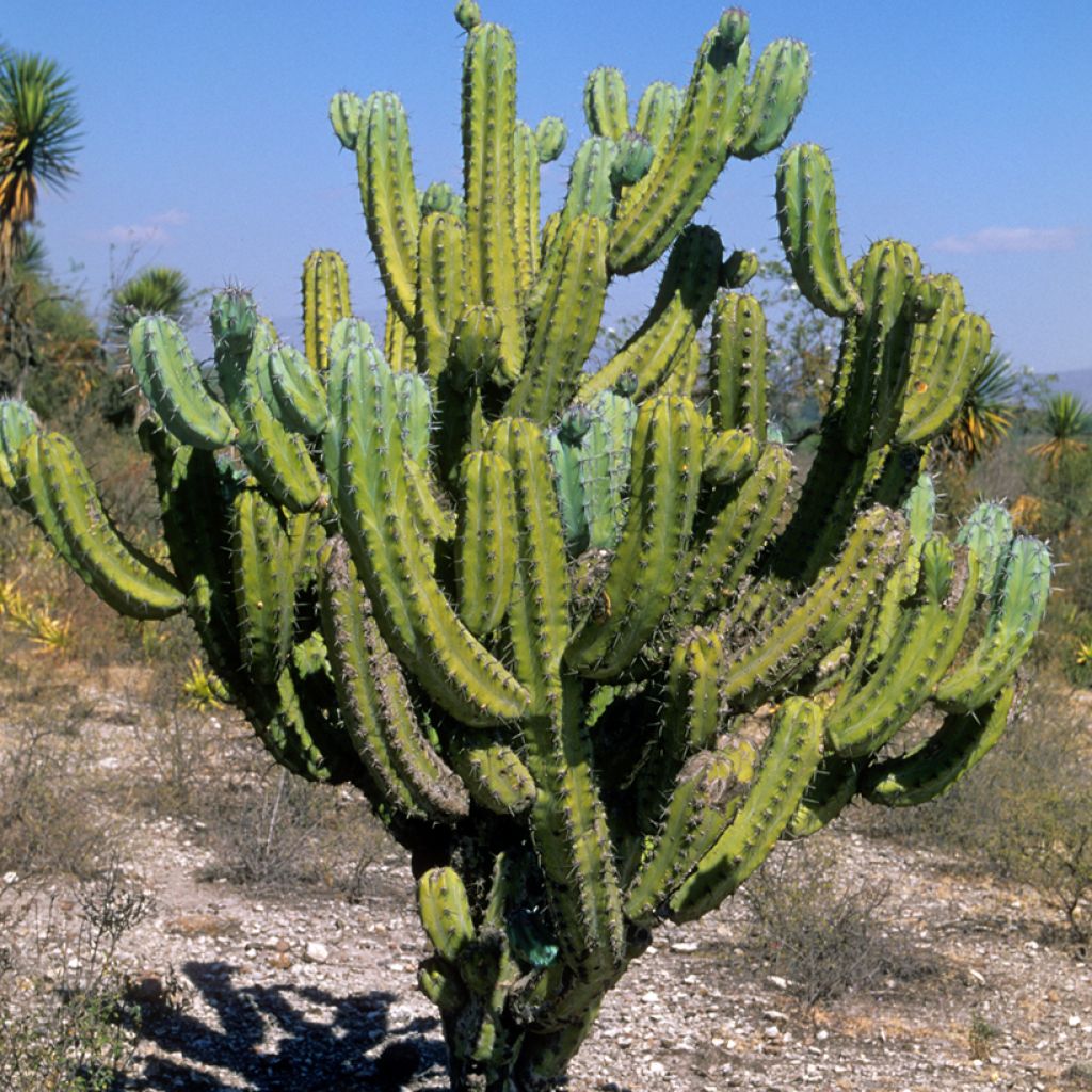 Myrtillocactus geometrizans - Blue candle cactus
