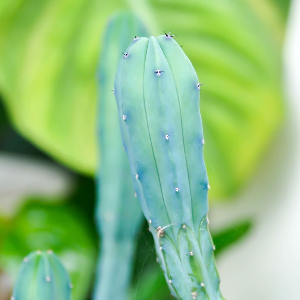 Myrtillocactus geometrizans - Blue candle cactus