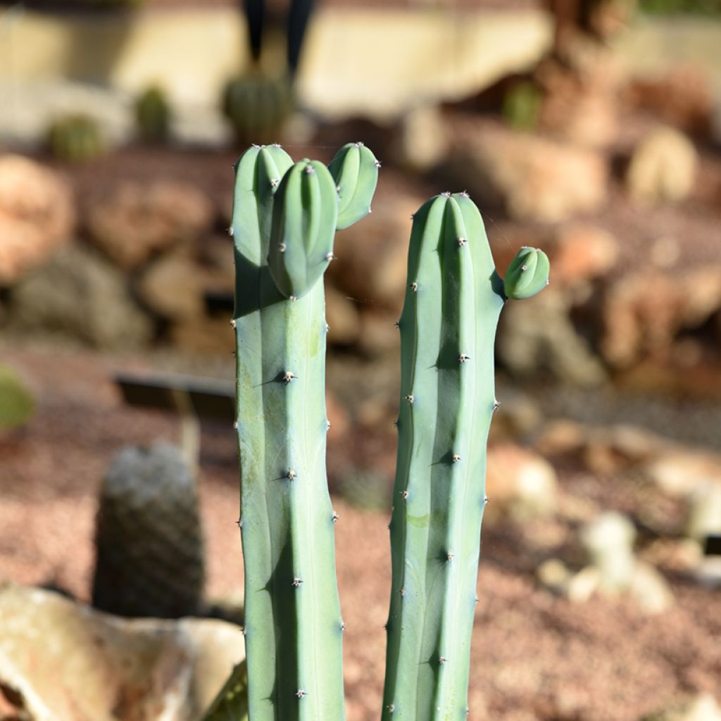 Myrtillocactus geometrizans - Blue candle cactus